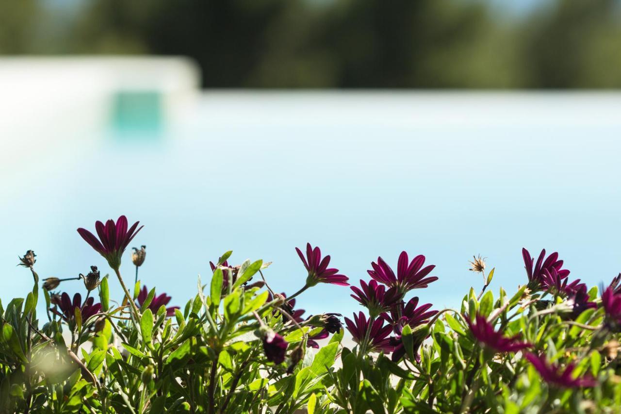 Olivia Estate Villa With Private Swimming Pool Elia Nikitis Dış mekan fotoğraf